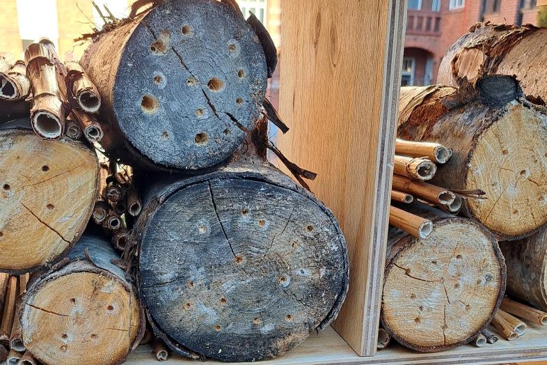 Hyönteishotelli Siltavuorenpenkereellä.