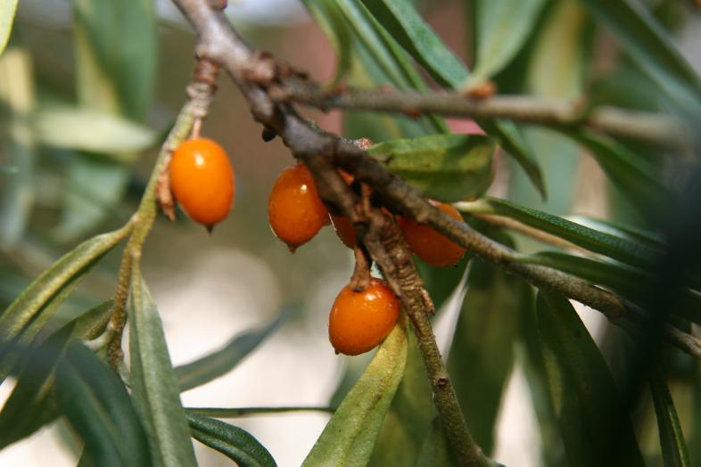Pensas, jossa marjoja
