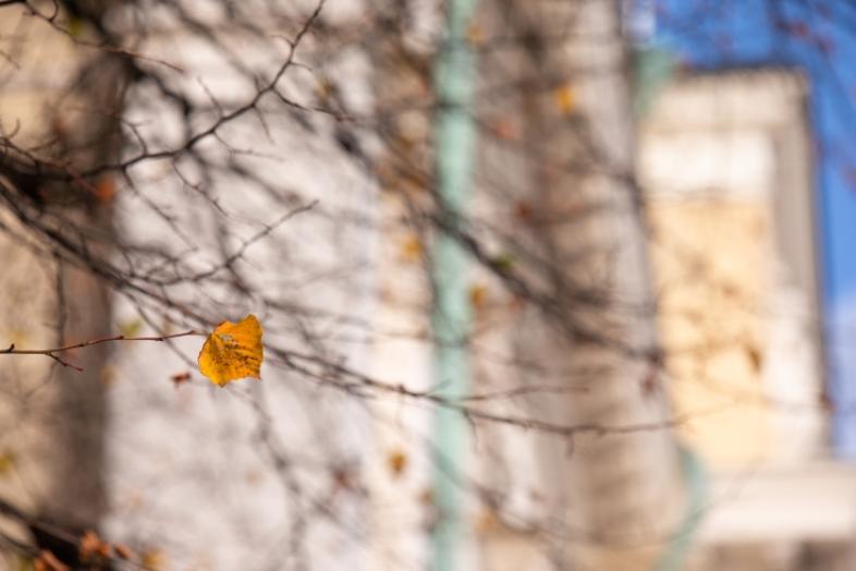 Keltainen lehti puussa, taustalla Kansalliskirjaston päärakennus