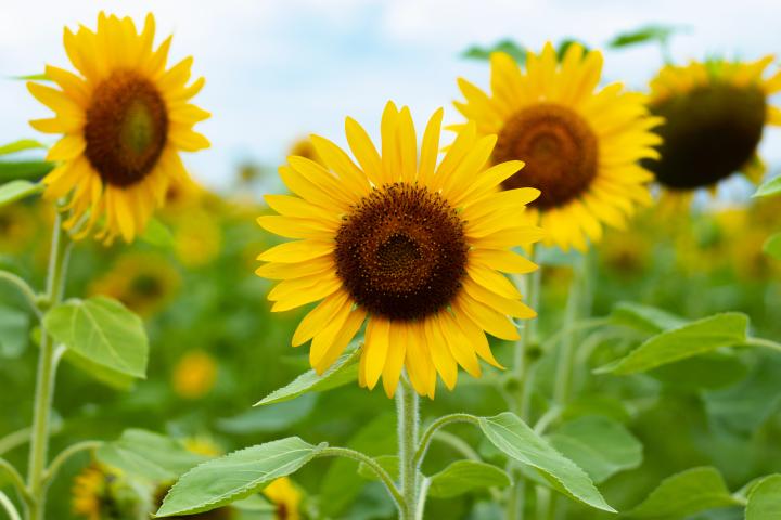Field of sunflowers.